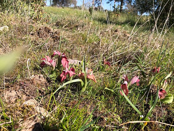 Serapias neglecta  - Marc Le Dorze