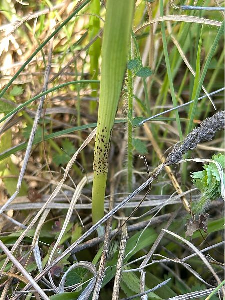 Serapias cordigera  - Roman Monnier