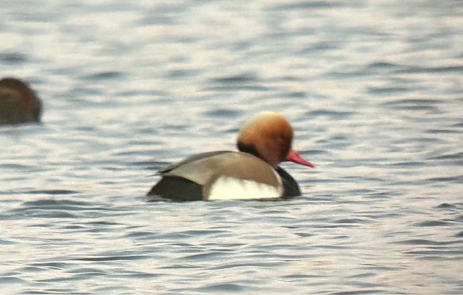 hełmiatka  - Artur Andrzejewski