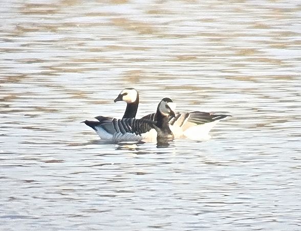 bernikla białolica  - Krzysztof Wawrzyniak