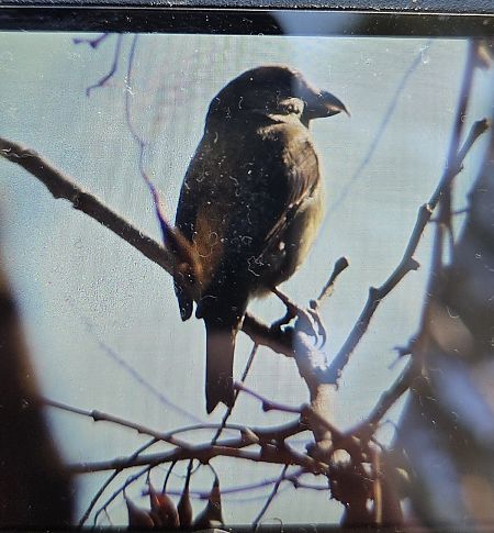 krzyżodziób świerkowy  - Sebastian Watras