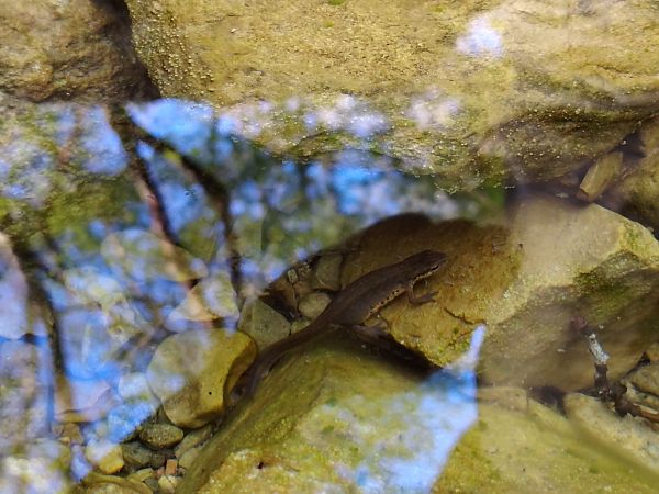 Tritone punteggiato  - Alice Funk