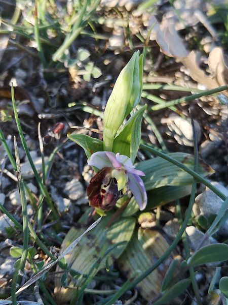 Ophrys fuciflora subsp. druentica  - Richard Fay