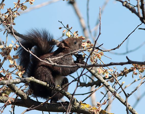 Scoiattolo meridionale  - Guillaume Locatelli