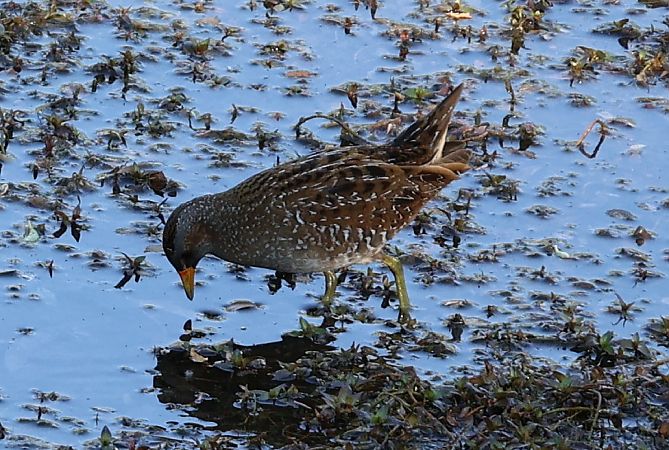 Voltolino  - Lorenzo Lanzani