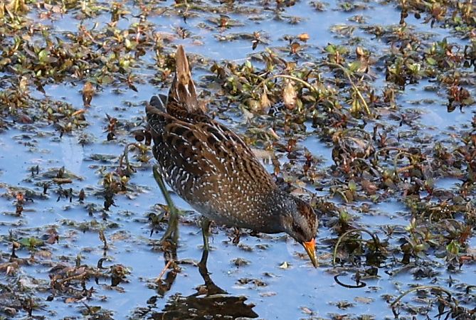 Voltolino  - Lorenzo Lanzani