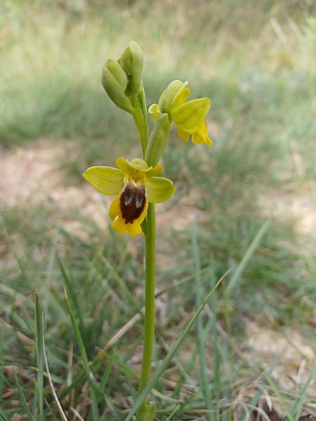 Ophrys lutea  - Alain Garcin