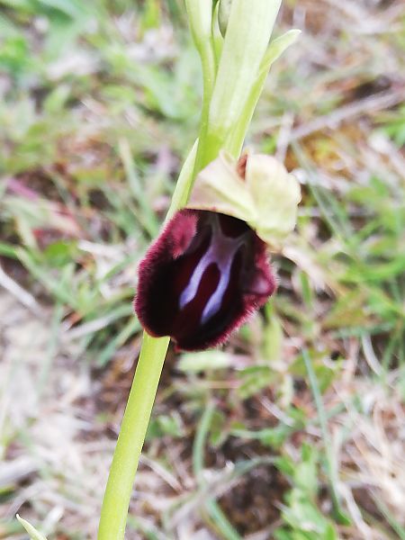 Ophrys incubacea  - Marie-Marie Pertusier