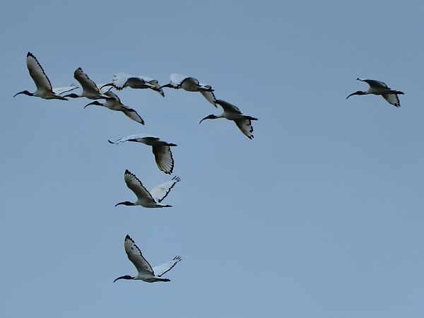 Ibis sacro  - Dario Bosio