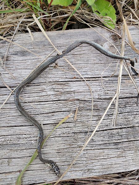 Biacco  - Nicola Larroux