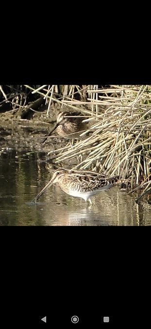 Beccaccino  - Elena Squizzato
