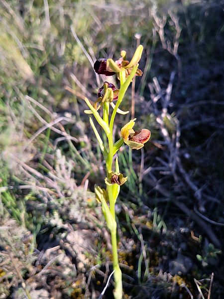 Ophrys passionis  - Emili Sancha