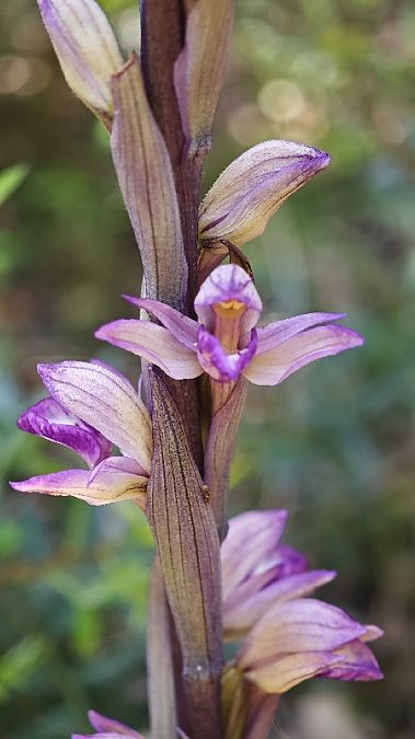 Limodorum abortivum  - Alain Bultez