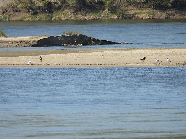 ostrygojad  - Krystyna Kowalska