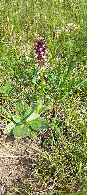 Neotinea ustulata  - Gerard Chassan