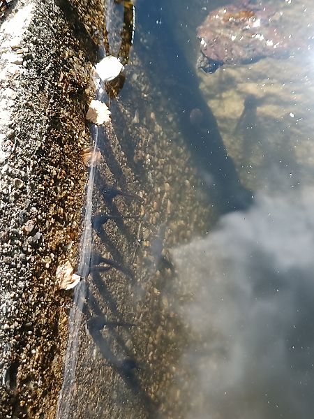 Rospo comune  - Claudio Danesi