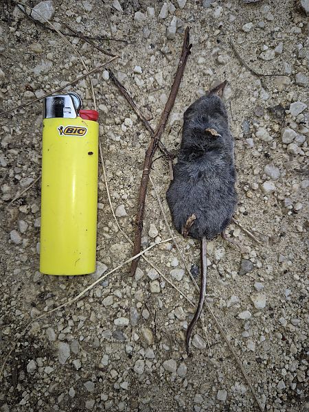 Toporagno alpino  - Gabriele de Nadai