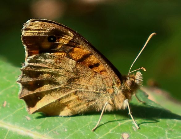 Pararge aegeria  - Jean Toubert