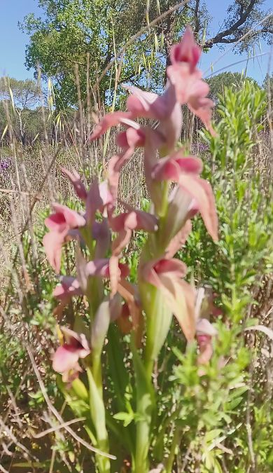 Serapias neglecta  - Christophe Davée