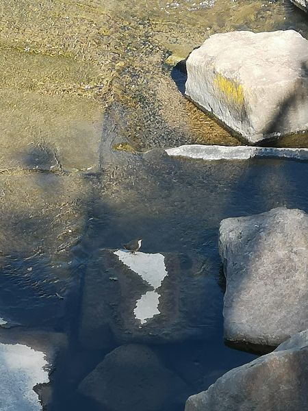 Merlo acquaiolo  - Laura Bonanno