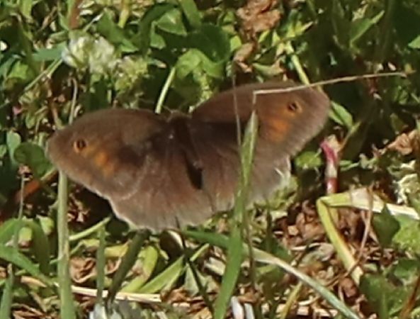 Maniola jurtina  - Jean Toubert