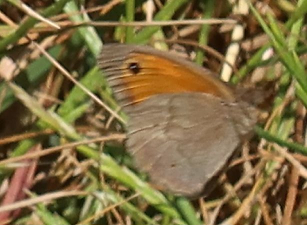 Maniola jurtina  - Jean Toubert