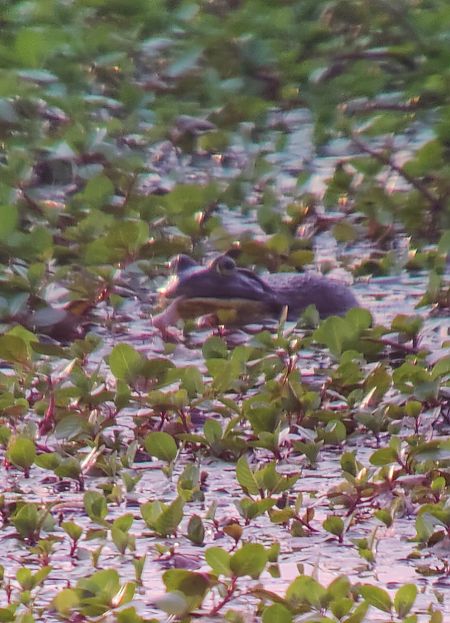 Rana toro  - Roberto Annoni