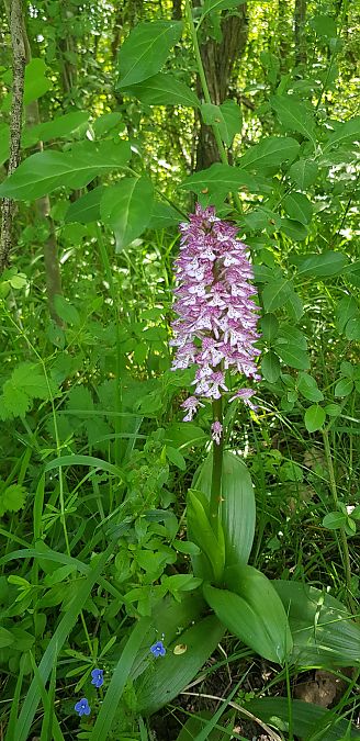 Orchis purpurea  - Bruno Durbin