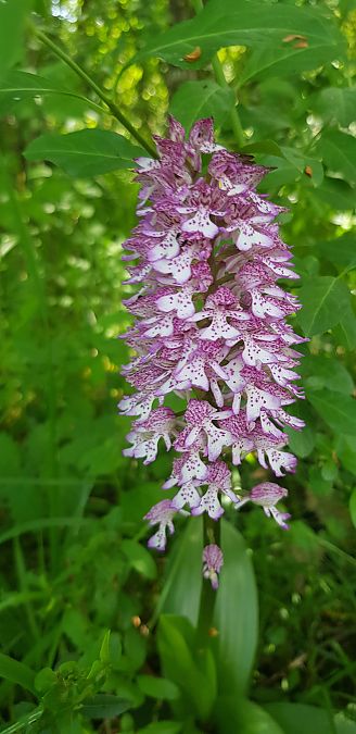 Orchis purpurea  - Bruno Durbin