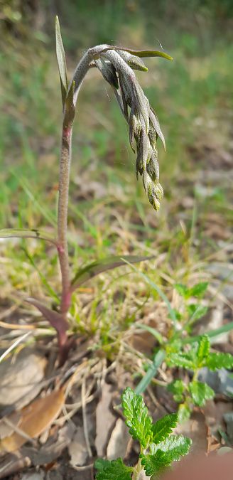 Epipactis indet. group. helleborine  - Sébastien Legriel