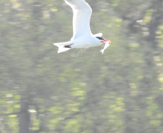 Sterne caspienne  - Benjamin Schmid