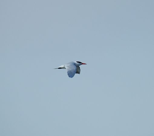 Sterne caspienne  - Benjamin Schmid