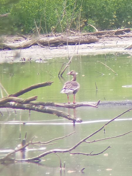 Oca lombardella  - Simone Balbo
