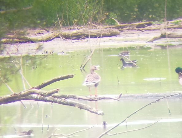 Oca lombardella  - Simone Balbo