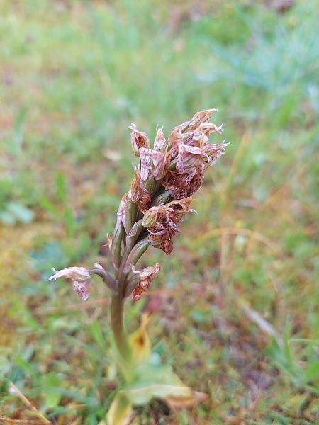 Neotinea lactea  - Bernard Sonnerat