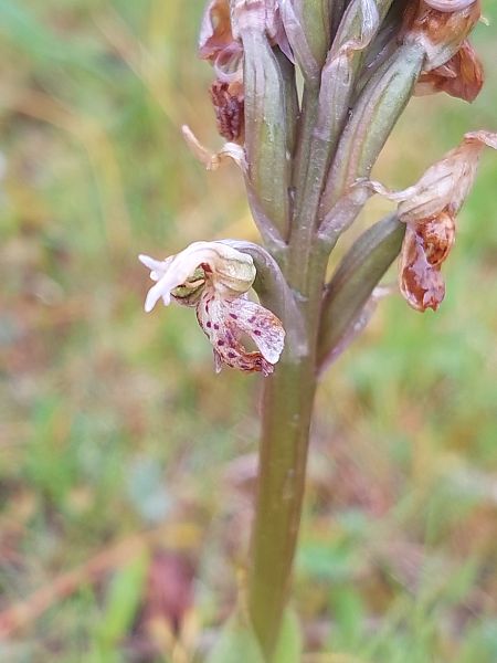 Neotinea lactea  - Bernard Sonnerat