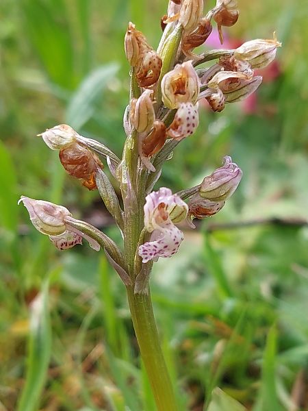 Neotinea lactea  - Bernard Sonnerat