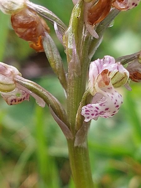 Neotinea lactea  - Bernard Sonnerat