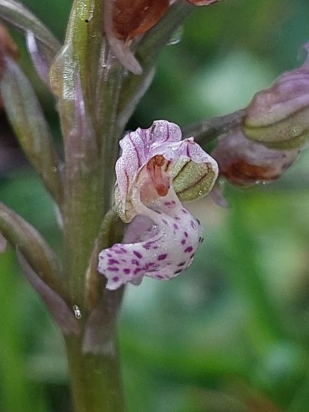Neotinea lactea  - Bernard Sonnerat
