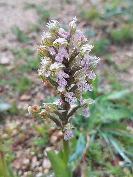 Neotinea lactea  - Bernard Sonnerat