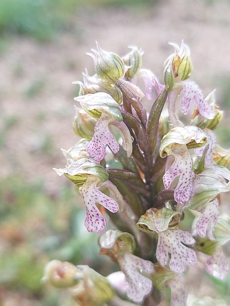 Neotinea lactea  - Bernard Sonnerat