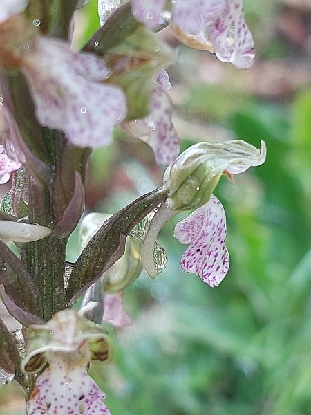 Neotinea lactea  - Bernard Sonnerat