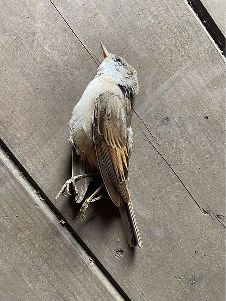 Dorngrasmücke  - Sergio Muratore