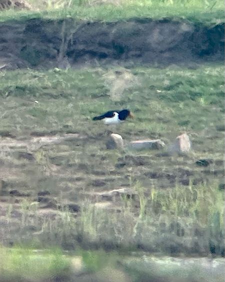 ostrygojad  - Krzysztof Lis