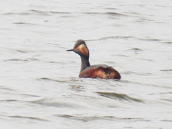 zausznik  - Kacper Mikulski
