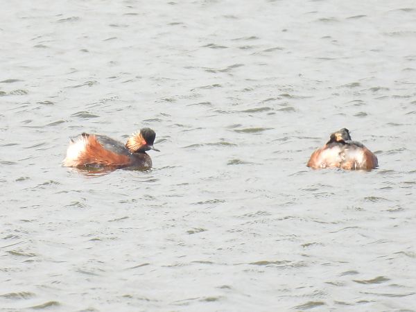 zausznik  - Kacper Mikulski