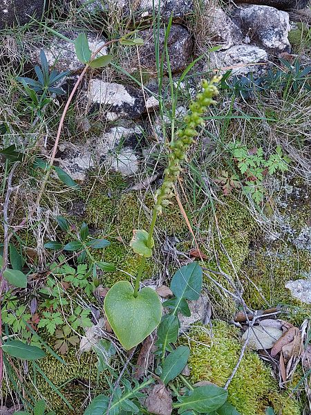 Gennaria diphylla  - Bernard Sonnerat