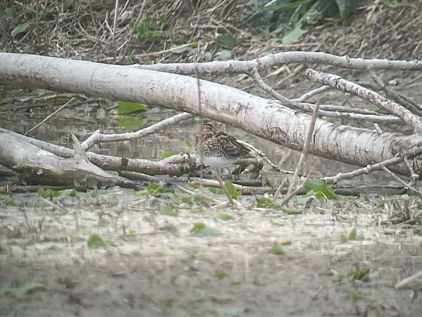 Beccaccino  - Davide Aldi