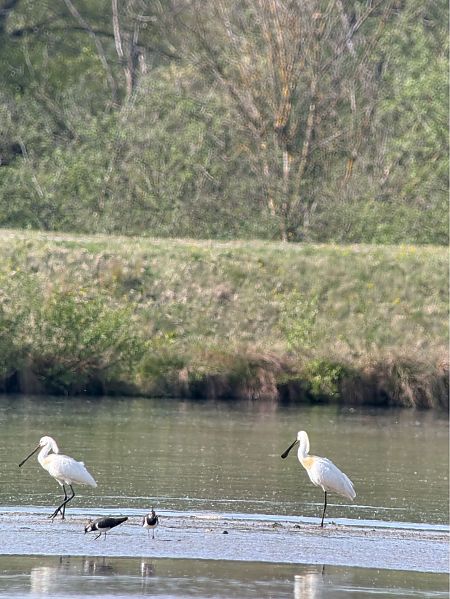 Spatule blanche  - Jonas Wörle