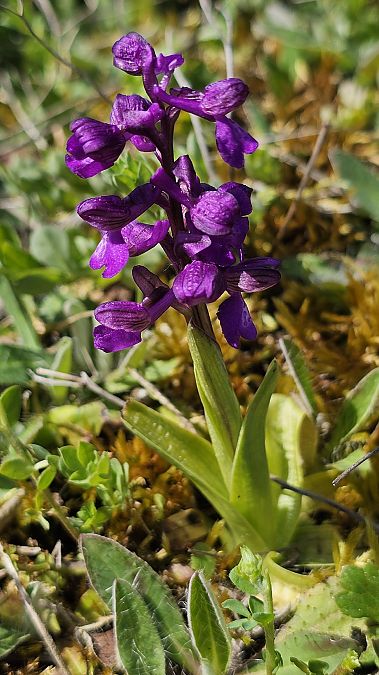 Anacamptis morio  - Romain Riols